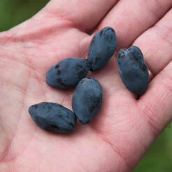 Yezberry Honey Bunch® Japanese Haskap -Perennials Store lonicera yezberry honey bunch 3 P