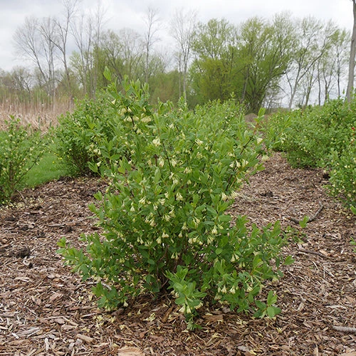 Yezberry® Solo™ Japanese Haskap 4 Yezberry® Solo™ Japanese Haskap - Image 2