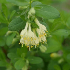Yezberry® Solo™ Japanese Haskap 8 Yezberry® Solo™ Japanese Haskap -Perennials Store lonicera yezberry solo 3 P