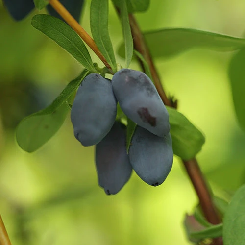 Yezberry® Solo™ Japanese Haskap 3 Yezberry® Solo™ Japanese Haskap