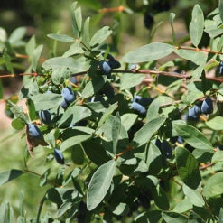 Yezberry Sugar Pie® Japanese Haskap -Perennials Store lonicera yezberry sugar pie 2 P