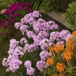 Luminary™ 'Opalescence' Phlox -Perennials Store luminary opalescence phlox 3