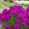 Luminary™ 'Ultraviolet' Tall Garden Phlox -Perennials Store luminary ultraviolet phlox 1