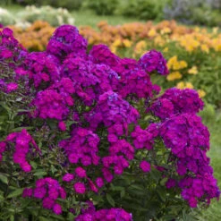 Luminary™ 'Ultraviolet' Tall Garden Phlox -Perennials Store luminary ultraviolet phlox 3