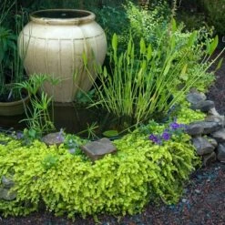 Yellow Creeping Jenny 12 Yellow Creeping Jenny -Perennials Store lysimachia aurea creeping jenny 3