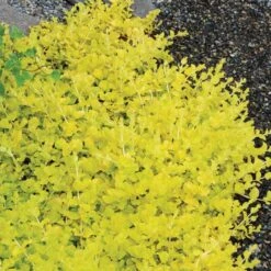 Yellow Creeping Jenny 14 Yellow Creeping Jenny -Perennials Store lysimachia aurea creeping jenny 5