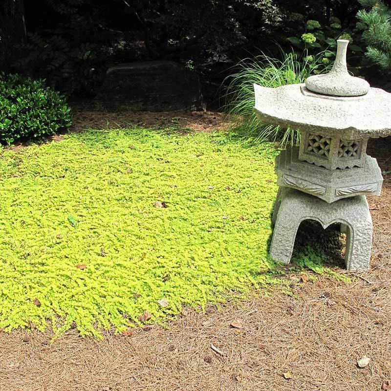 Yellow Creeping Jenny 8 Yellow Creeping Jenny - Image 6