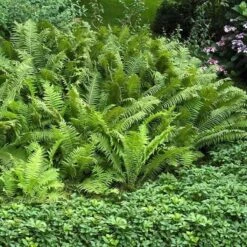 Ostrich Fern 12 Ostrich Fern -Perennials Store matteuccia struthiopteris ostrich fern 3 sw