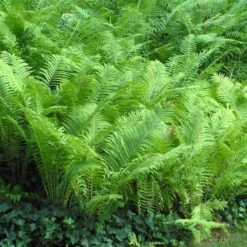 Ostrich Fern 13 Ostrich Fern -Perennials Store matteuccia struthiopteris ostrich fern 5 sw