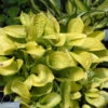 'Maui Buttercups' Hosta -Perennials Store maui buttercups hosta