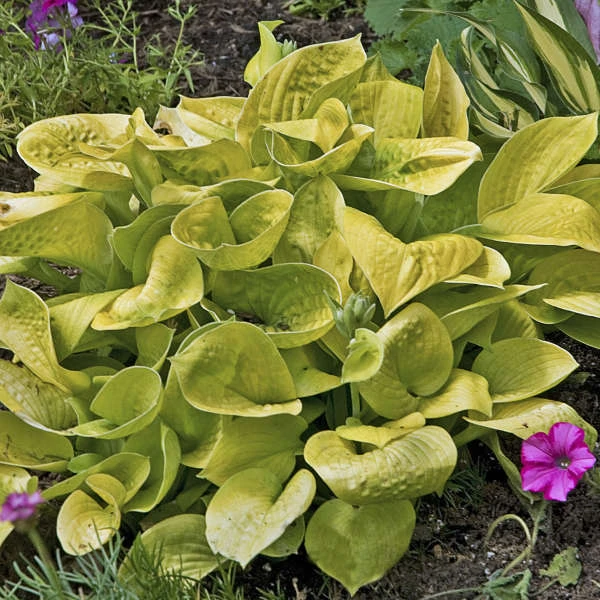 'Maui Buttercups' Hosta 4 'Maui Buttercups' Hosta - Image 2