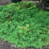 Siberian Cypress -Perennials Store microbiota decussata 1