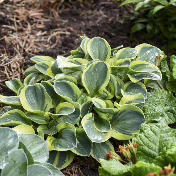 'Mighty Mouse' Hosta 6 'Mighty Mouse' Hosta - Image 4
