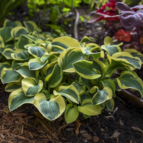 'Mighty Mouse' Hosta 5 'Mighty Mouse' Hosta - Image 3