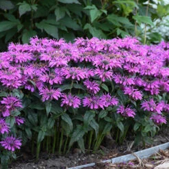 'Leading Lady Plum' Bee Balm -Perennials Store monarda leading lady plum 3