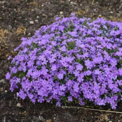 Mountainside™ 'Crater Lake' Phlox -Perennials Store mountainside crater lake phlox 2