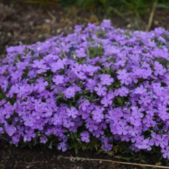 Mountainside™ 'Crater Lake' Phlox -Perennials Store mountainside crater lake phlox 3