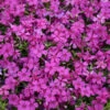 Mountainside™ 'Majestic Magenta' Phlox 1 Mountainside™ 'Majestic Magenta' Phlox -Perennials Store mountainside majestic magenta phlox 2