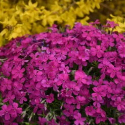 Mountainside™ 'Majestic Magenta' Phlox 7 Mountainside™ 'Majestic Magenta' Phlox -Perennials Store mountainside majestic magenta phlox 3
