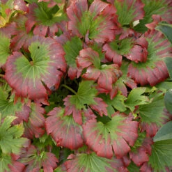 Red-Leafed Mukdenia -Perennials Store mukdenia rossii karasuba 2