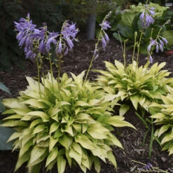 'Munchkin Fire' Hosta -Perennials Store munchkin fire hosta 4