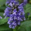 'Blue Prelude' Catmint 1 'Blue Prelude' Catmint -Perennials Store nepeta blue prelude 1 P sw