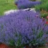 Walker's Low Catmint 1 Walker's Low Catmint -Perennials Store nepeta walkers low catmint 1