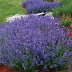 Drought Resistant+ Long Blooming Collection -Perennials Store nepeta walkers low catmint 1 82af1ac4 82ee 48eb a54e 6ba5dd40a07d