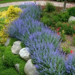 Walker's Low Catmint 15 Walker's Low Catmint -Perennials Store nepeta walkers low catmint 3