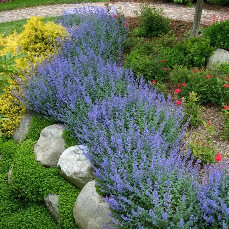 Walker's Low Catmint 8 Walker's Low Catmint - Image 6