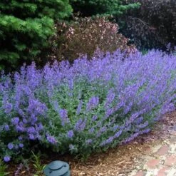 Walker's Low Catmint 13 Walker's Low Catmint -Perennials Store nepeta walkers low catmint 5