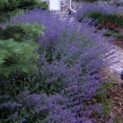 Walker's Low Catmint 16 Walker's Low Catmint -Perennials Store nepeta walkers low catmint 6