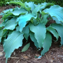 'Neptune' Hosta