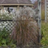 'Oktoberfest' Maiden Grass -Perennials Store oktoberfest miscanthus