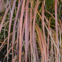 'Oktoberfest' Maiden Grass 7 'Oktoberfest' Maiden Grass -Perennials Store oktoberfest miscanthus 3