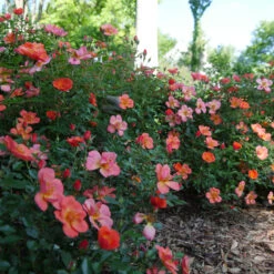 Oso Easy® Hot Paprika® Rose -Perennials Store oso easy hot paprika rose 11