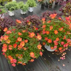 Oso Easy® Hot Paprika® Rose -Perennials Store oso easy hot paprika rose 4