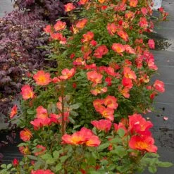 Oso Easy® Hot Paprika® Rose -Perennials Store oso easy hot paprika rose 5