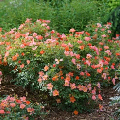 Oso Easy® Hot Paprika® Rose -Perennials Store oso easy hot paprika rose 6
