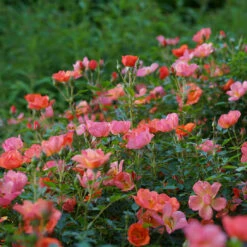 Oso Easy® Hot Paprika® Rose -Perennials Store oso easy hot paprika rose 7