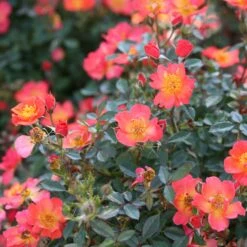 Oso Easy® Hot Paprika® Rose -Perennials Store oso easy hot paprika rose 9