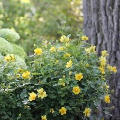 Oso Easy Lemon Zest® Rose -Perennials Store oso easy lemon zest rose 6