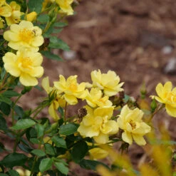 Oso Easy Lemon Zest® Rose -Perennials Store oso easy lemon zest rose 7