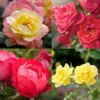 Oso Easy® Rose Collection -Perennials Store oso easy rose collection
