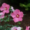 Paraplu Rouge™ Rose Of Sharon -Perennials Store paraplurouge roseofsharon hibiscus 1