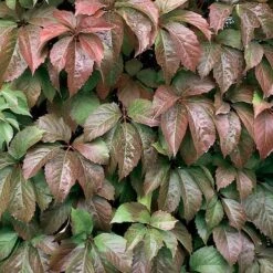 Red Wall® Virginia Creeper -Perennials Store parthenocissus red wall virginia creeper 3