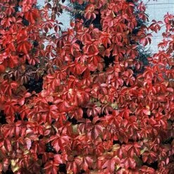 Red Wall® Virginia Creeper -Perennials Store parthenocissus red wall virginia creeper 4