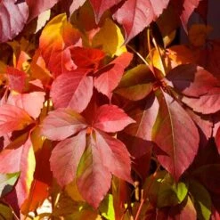 Red Wall® Virginia Creeper -Perennials Store parthenocissus red wall virginia creeper 5
