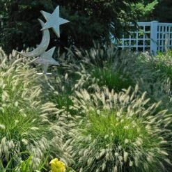 'Hameln' Fountain Grass -Perennials Store pennisetum hameln dwarf fountain grass 4 sw