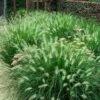 'Hameln' Fountain Grass -Perennials Store pennisetum hameln dwarf fountain grass 5 sw